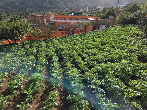 Champ de pommes de terre en terrasses à Aguamansa, avec les maisons du hameau en arrière-plan.