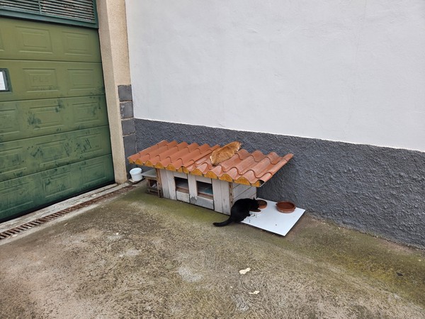 Deux chats près d’une petite cabane en bois au toit en tuiles, avec gamelles de nourriture contre un mur.