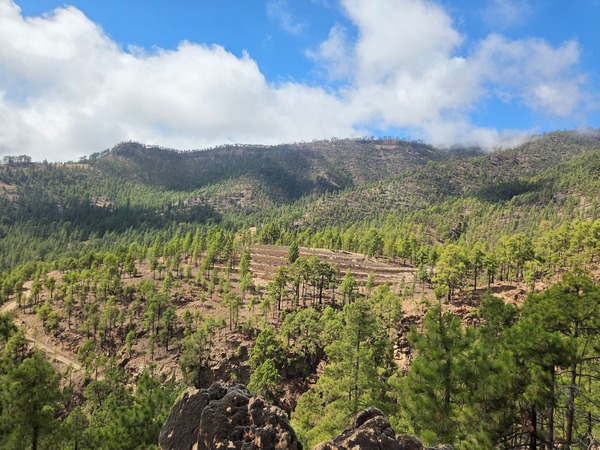Panorama sur les versants d’Arico avec terrasses et forêt de pins canariens sous un ciel se dégageant.