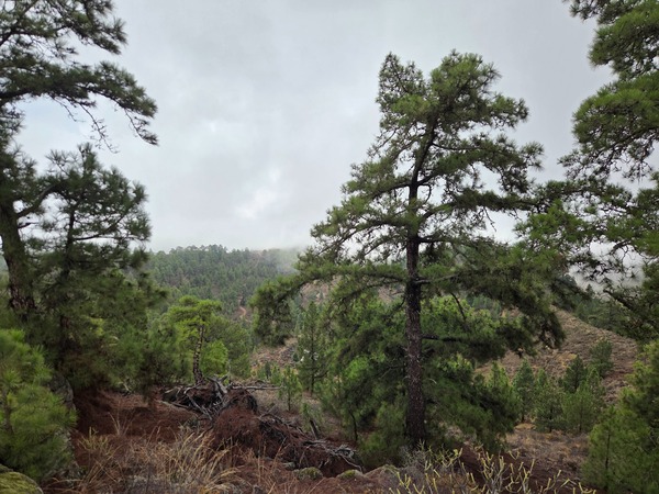 Sentier terreux parmi les pins canariens, avec le relief vallonné d’Arico en arrière-plan.