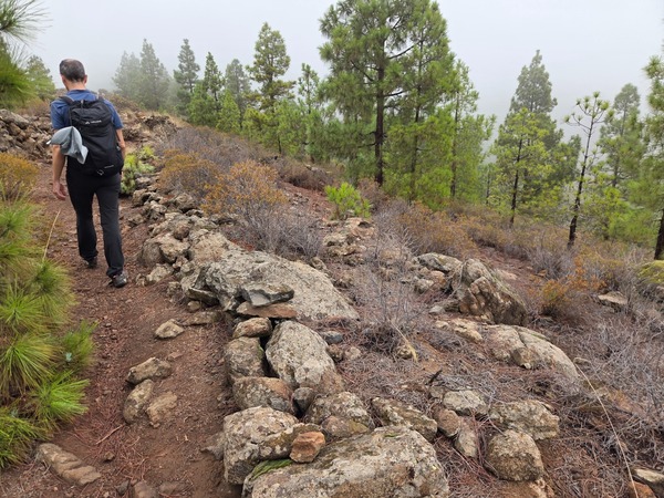 Piste forestière serpentant au-dessus d’Arico bordée de pins et d’herbes sèches.