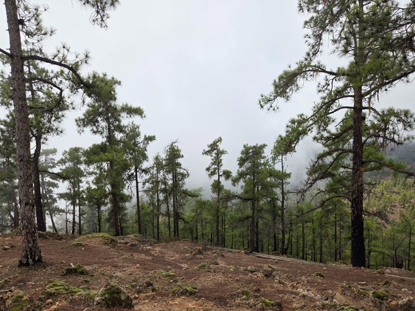 Bois de pins canariens avec le brouillard se faufilant entre les troncs sur les hauteurs d’El Contador.