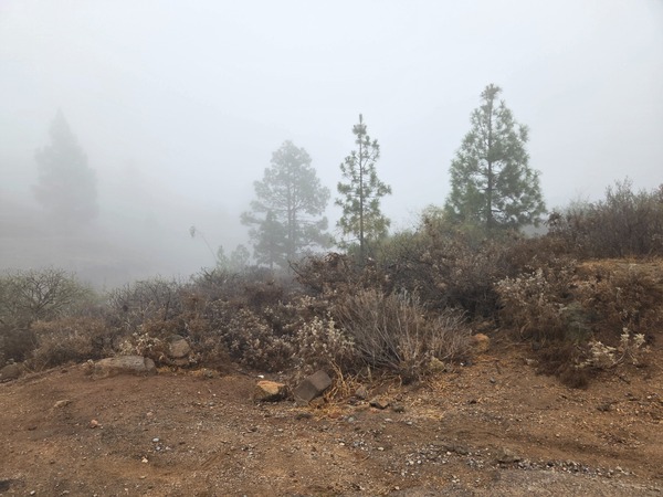 Arbustes et jeunes pins noyés dans une brume dense au-dessus d’Arico.