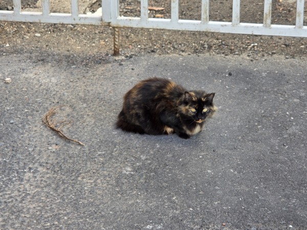 Chat au pelage tacheté assis sur le sol près d’une barrière à Güímar.