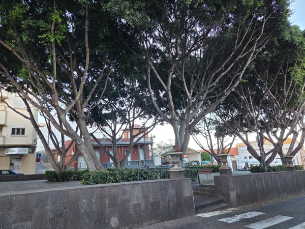 Alignement d’arbres formant une voûte végétale au-dessus d’une place piétonne de Güímar.