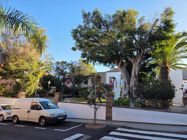 Jardin central de Güímar avec un grand arbre, des palmiers et des bâtiments municipaux en arrière-plan.
