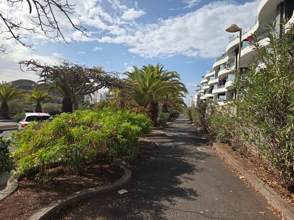 Promenade piétonne à Palm-Mar bordée de palmiers, de haies fleuries et d’un immeuble moderne à droite, sous un ciel partiellement nuageux.