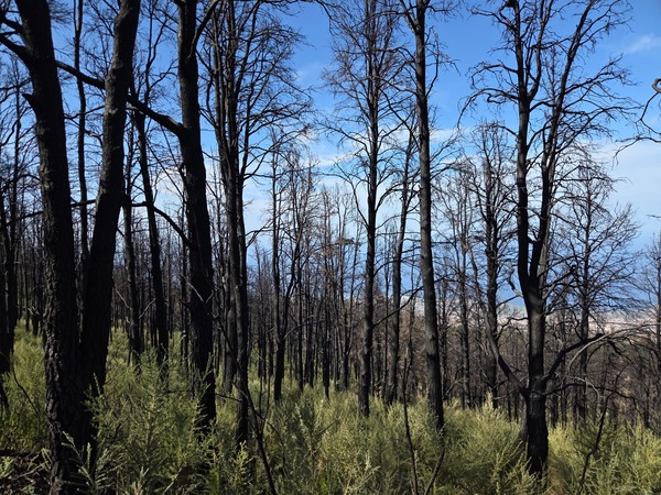 Troncs noircis d’une forêt brûlée avec une nouvelle végétation verte qui repousse au sol.