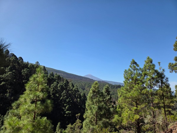 Le Teide se détache à l’horizon au-dessus d’une forêt de pins, sous un ciel bleu limpide.