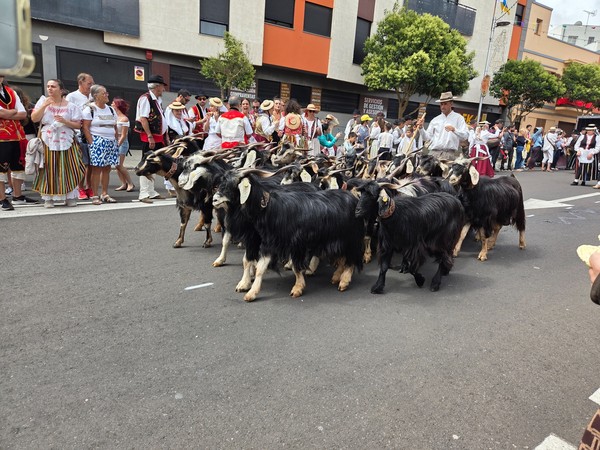 Groupe de chèvres noires guidées par un berger pendant la Romería de San Benito Abad.